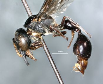 Media type: image;   Entomology 31089 Aspect: habitus lateral view